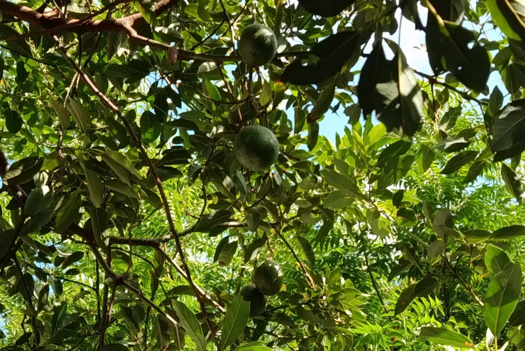 Amor que alimenta a vida: Memórias vivas de uma conexão profunda